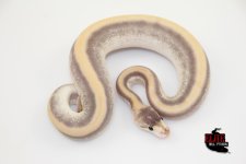 19BambooChampagneMale-115g.jpg