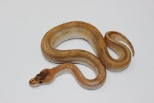 Black Pastel Champagne BP 02.jpg
