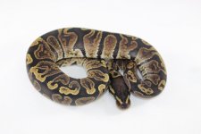 GHI BP 01.jpg