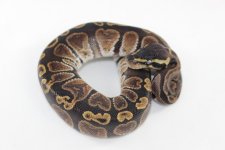 GHI BP 02.jpg