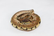 Baby:Juvenile Spider BP.jpg