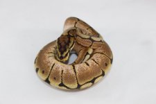 Baby:Juvenile Spider BP 01.jpg