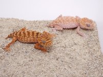 P1180393 Amyae Pair 2.jpg