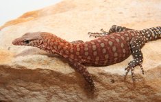 pilbara rock monitor.jpg