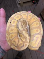 coralglowspecialmale2.jpg