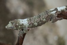 1Z0A5967.jpg