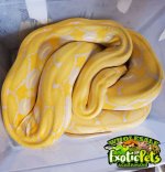 Female Lavender reticulated Python 2016 wm.jpg