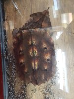 mata mata turtle 2.jpg