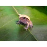 Tomato-Frog-baby_000_lg-300x300.jpg