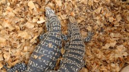 Pair 98 enc last ne ac.jpg