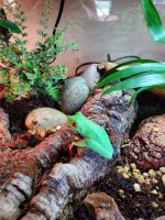 Red-eyed tree frog1.jpg