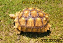 ZomboMeme 30042020122736.jpg