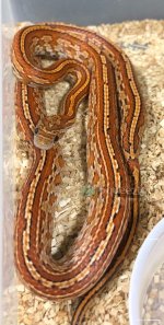 TesserahetScaleless1.jpg TesserahetScaleless1.jpg