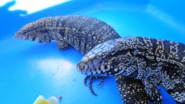 Adult Pair breeding size # 22   250.00 a.jpg