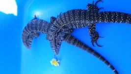 Adult Pair breeding size # 22   250.00 ab.jpg