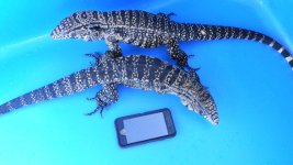 Adult Pair breeding size # 22   250.00 ae.jpg