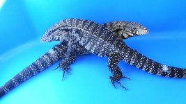 Adult Pair breeding size # 22   250.00 ad.jpg