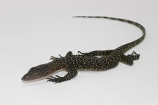 Mangrove Monitor 2.jpg