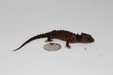 White Eye Croc Skink Baby.jpg