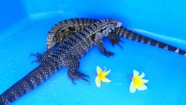 ADULT BREEDING PAIR # 23  275.00 AB.jpg