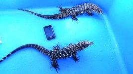 ADULT BREEDING PAIR # 23  275.00 AC.jpg