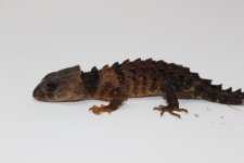 White Eye Croc Skink Baby 2.jpg