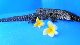ADULT BREEDING PAIR # 23  275.00 AD.jpg