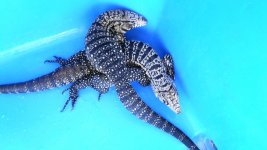 ADULT BREEDING PAIR # 23  275.00 A.jpg