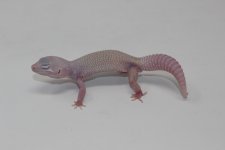 Diablo Blanco Leopard Gecko Adult.jpg