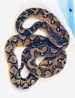 0.1 2019 Sunfire het Anthrax.JPG