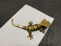 50g male dark harly.jpg