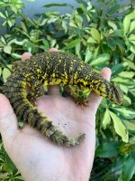 yellowuro.jpg
