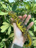 yellowuro2.jpg