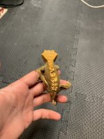 30g male w: dalm spots.jpg