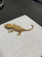 15g yellow unsex.jpg