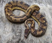 2018 male enchi pied.jpg