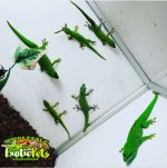 lizards 35ea wm.jpg
