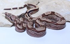 12-21-19 1. Junglebesque keeper.jpg
