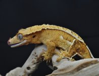 E8515FD4-D2E7-438B-BF00-5114F5B4B9C3.jpg