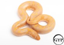 200429AlbinoSandboa3.jpg