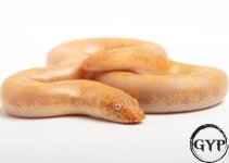 200429AlbinoSandboa4.jpg