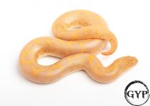 200429AlbinoSandboa2.jpg