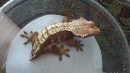 F07C19B8-1E4F-4C75-BFAB-CC323A375019.jpg