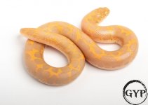 200429AlbinoSandboa1.jpg