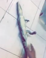nile crocodile.jpg