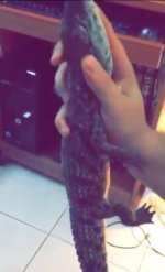 crocodile cuba.jpg