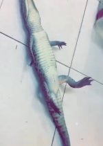 nile croc.jpg