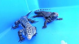 pair 24 red front both south cont ac.jpg