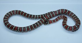 IMG_0028.JPG