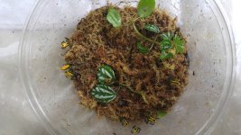 P bicolor froglets.jpg